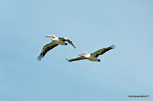 Pélicans en vol - Coorong NP - Australie